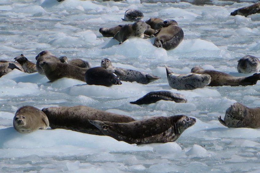 Un grupo de lobos marinos descansando sobre hielo. 4