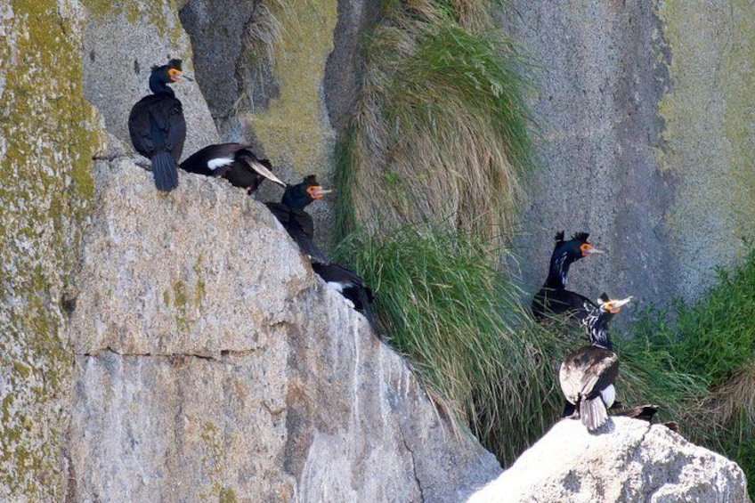 Aves posadas al borde de un acantilado rocoso. 3