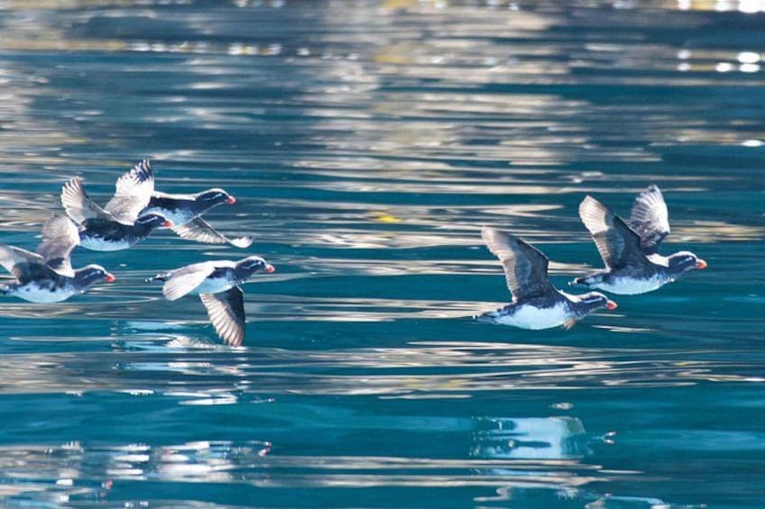 Un grupo de aves volando sobre el agua. 5