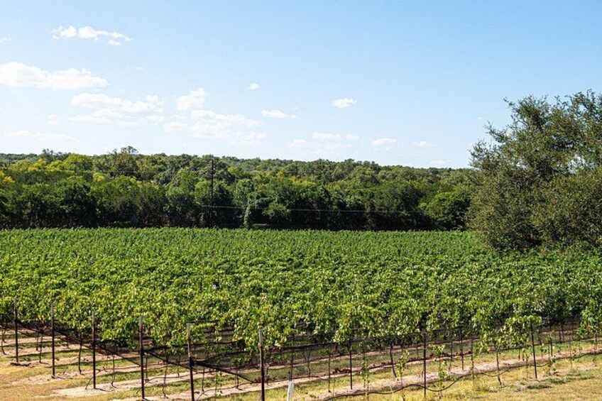 Texas vineyard 2