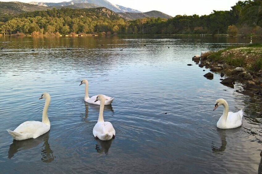 Trois cygnes nagent dans un lac paisible, entouré d’arbres et de montagnes. 5