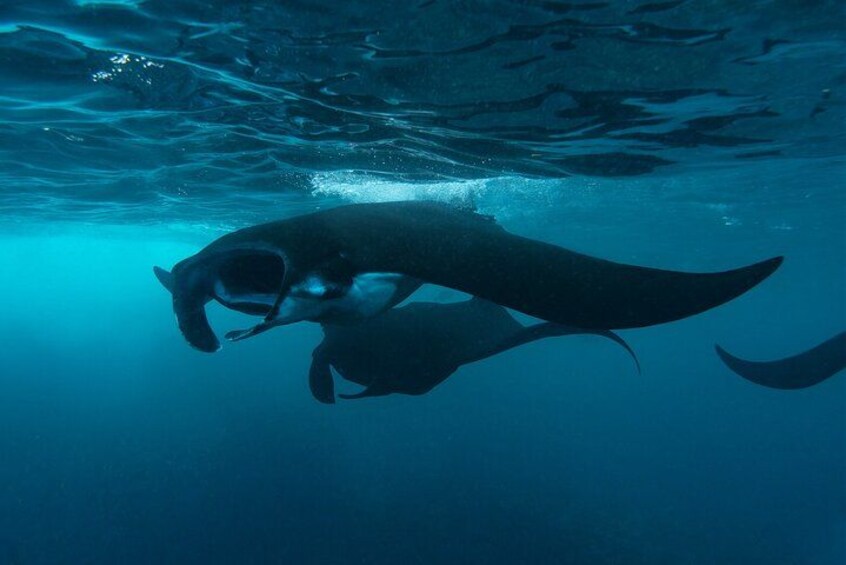 Manta Ray spotted in Manta Point 5