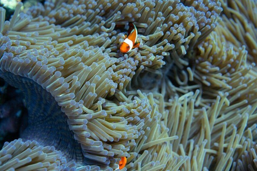 Nemo spotted in Mangrove Point 3