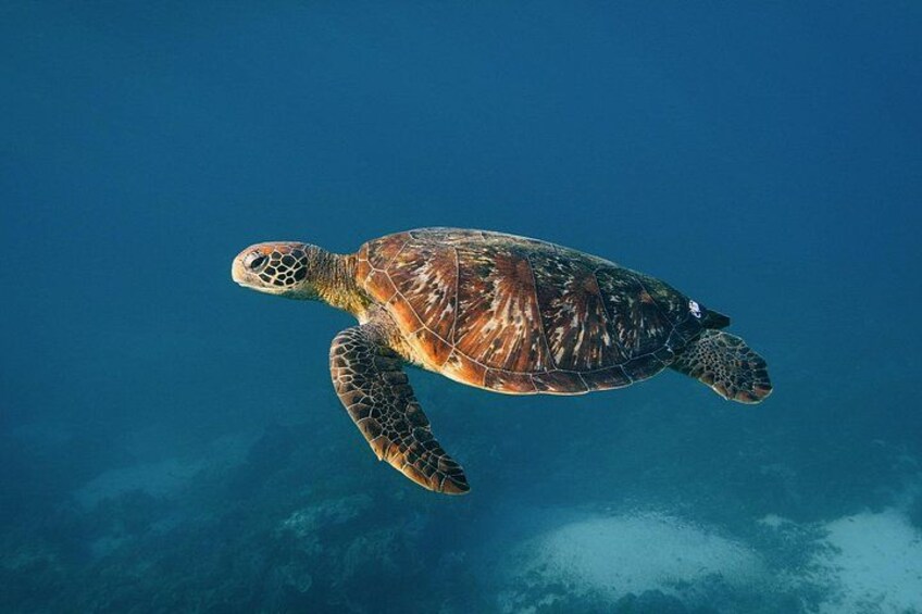 Nusa Penida Manta Snorkeling & Land Tour from Bali 3