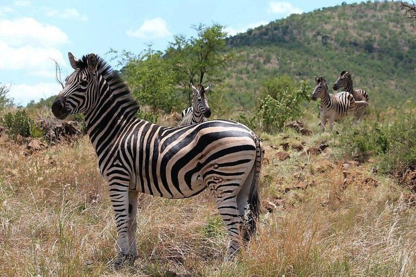 Zebraer i en græsmark med bakker i baggrunden. 2