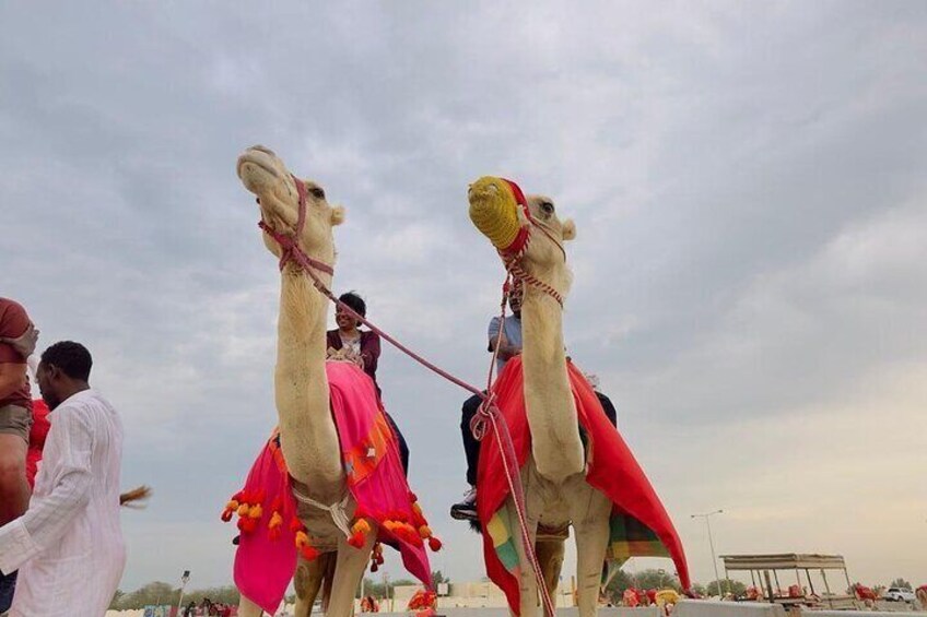 Desert safari with Free Camel ride & Falcon Photo Snap