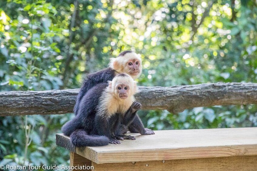 Day Pass @ Paradise Beach + Optional Gumbalimba Animal Sanctuary and/or Zip Line 3