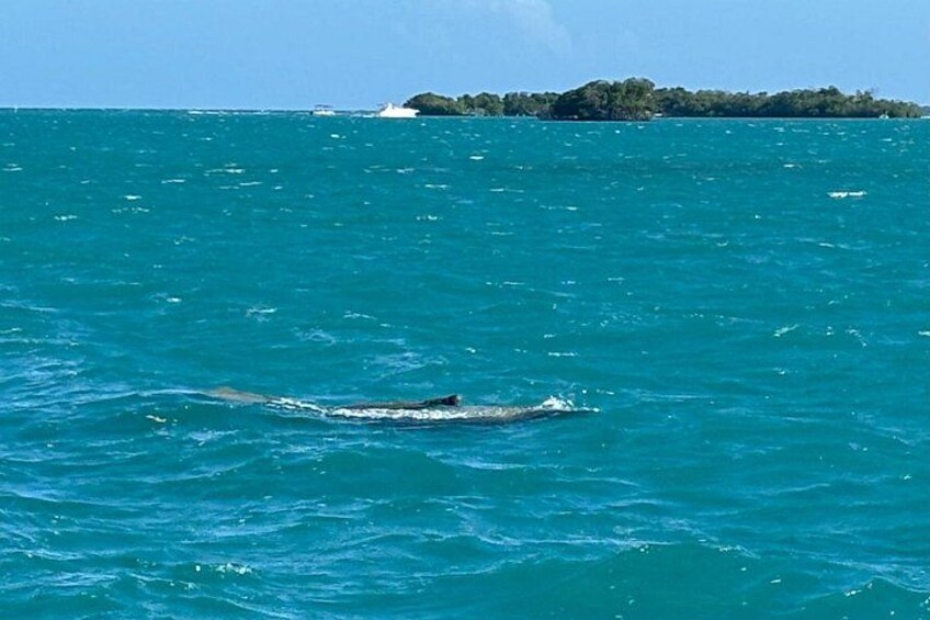 Un tiburón nada en el océano con una pequeña isla al fondo. 2