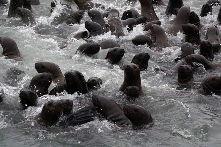 Un grupo de lobos marinos en el agua. 4