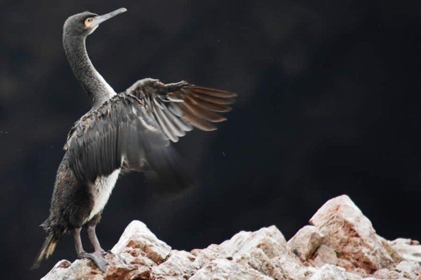 Un pájaro con las alas extendidas sobre terreno rocoso. 3