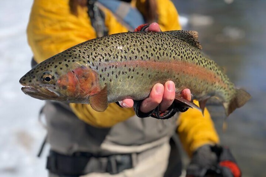 Half Day Walk and Wade Fly Fishing Trip