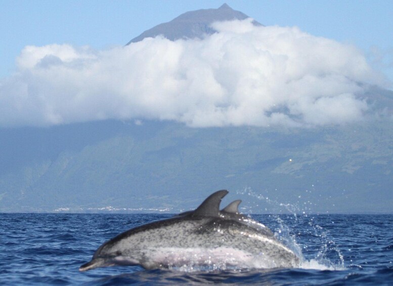 Picture 8 for Activity Pico Island: Whale Watching Experience from Lajes