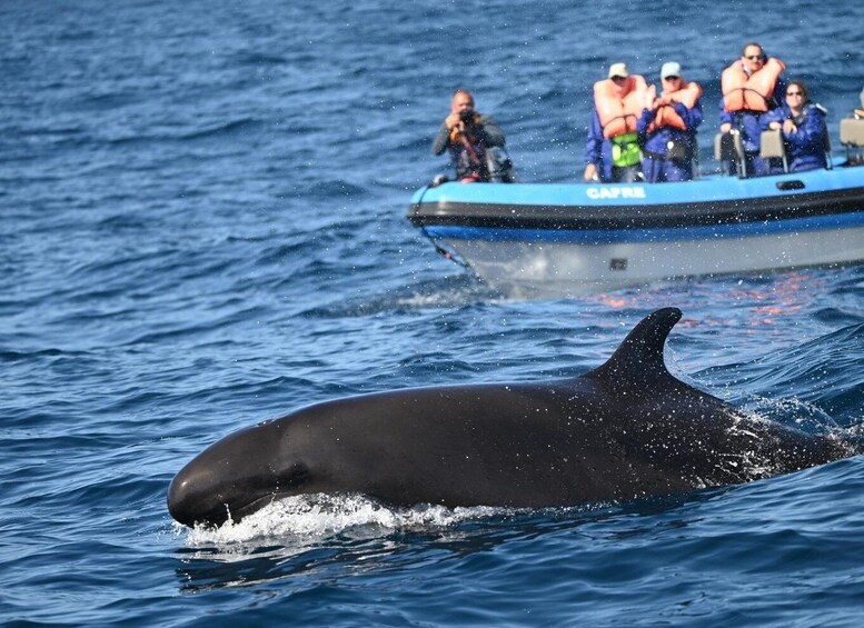 Picture 15 for Activity Pico Island: Whale Watching Experience from Lajes