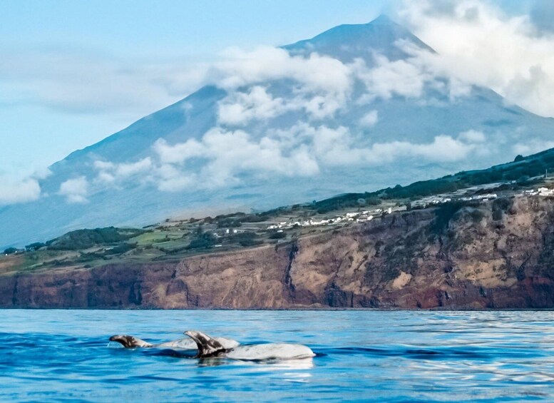 Pico Island: Whale Watching Experience from Lajes