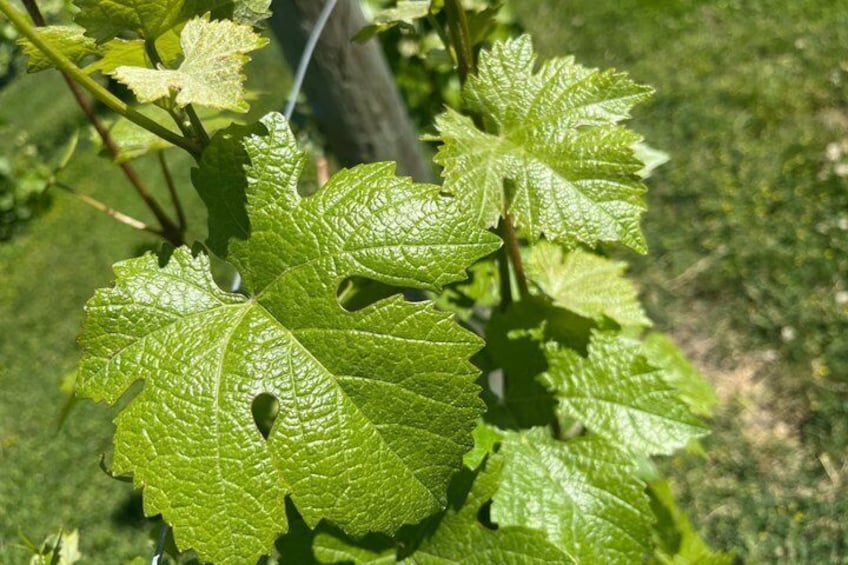 Signature Lake Country Wine Tour 5