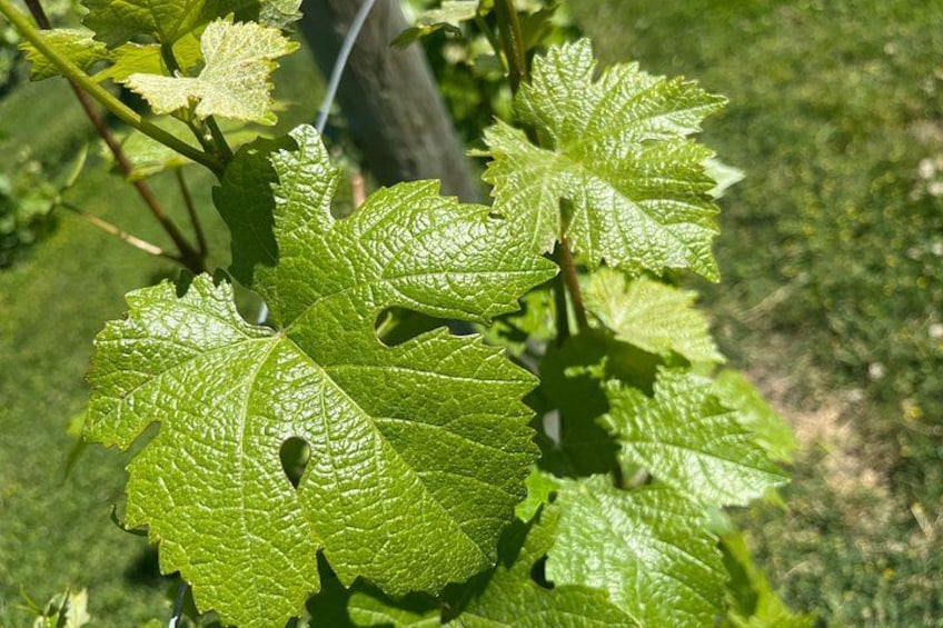 Primer plano de hojas verdes con bordes dentados y superficie texturizada. 5