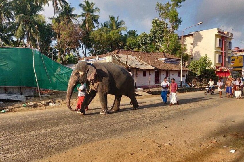 Un éléphant est guidé par une personne sur un chemin de terre, avec des bâtiments et des palmiers en arrière-plan. 2