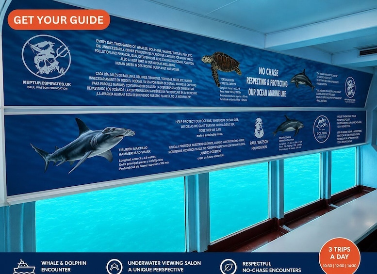 Picture 2 for Activity Tenerife: Eco No-Chase Respectful Whale & Dolphin Encounter 2