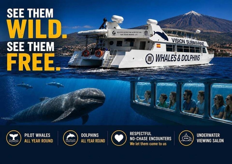 Tenerife: Eco No-Chase Respectful Whale & Dolphin Encounter 1