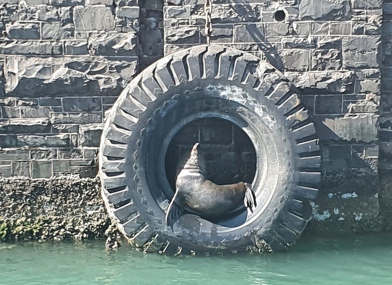 A seal resting inside a large tire against a stone wall. 3