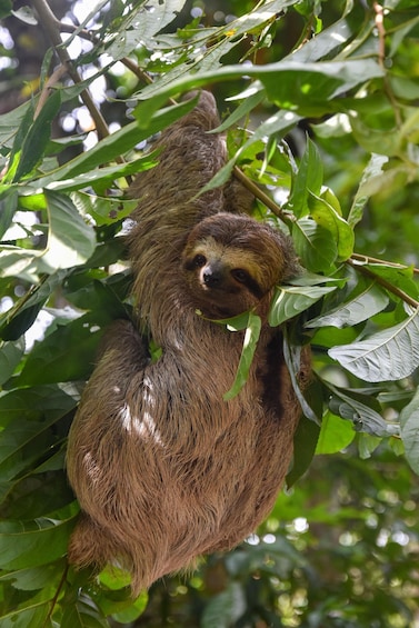 San Jose Costa Rica: Manuel Antonio National Park Tour 1