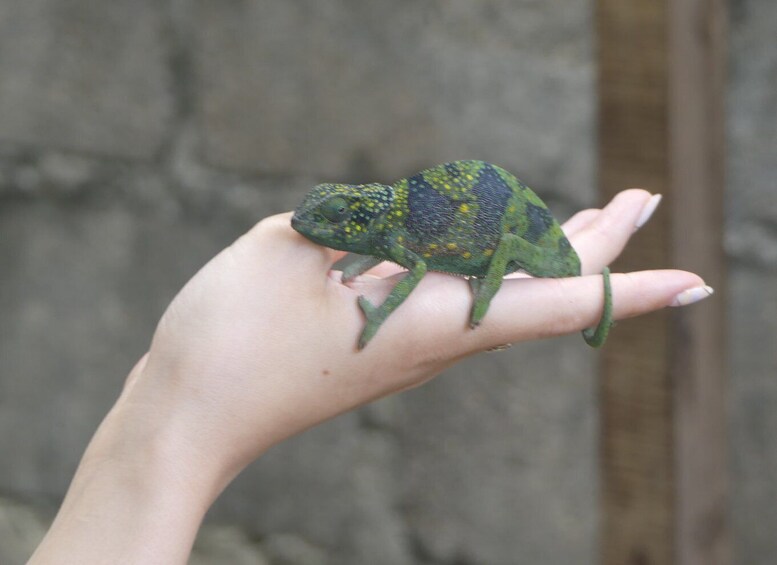 A chameleon on a human hand. 5