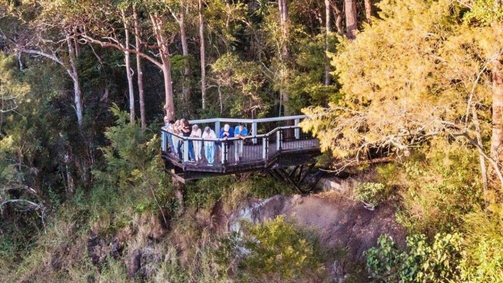 Picture 3 for Activity From Sunshine Coast: Hinterland Tour with Lunch & Transfers 4