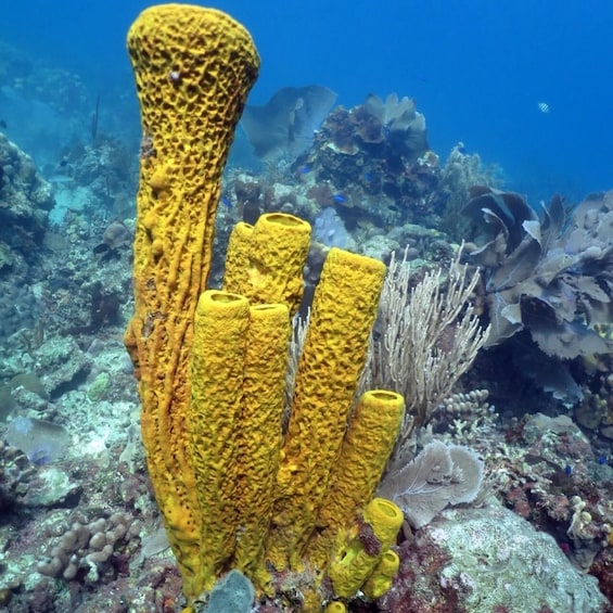 Een gele koraalformatie met meerdere takken in een onderwaterrif. 5