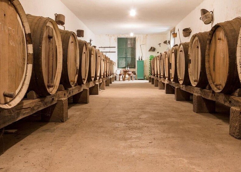 Picture 22 for Activity Winery Tour, Wine Museum, and Tasting in Gran Canaria 4