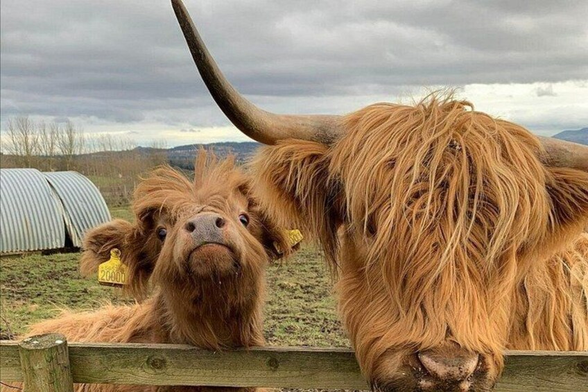 Private Tour of Highlands, Oban, Glencoe, Lochs & Castles from Glasgow 1