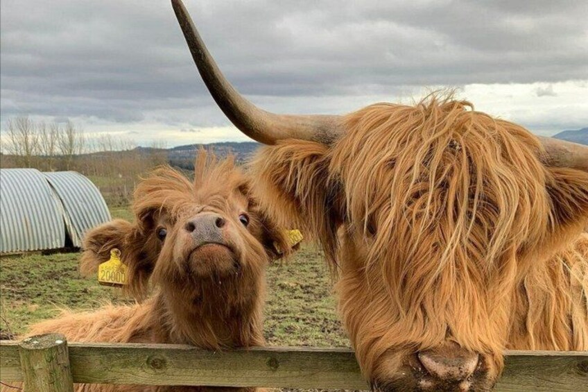 Private Tour of Highlands, Oban, Glencoe, Lochs & Castles from Glasgow 1