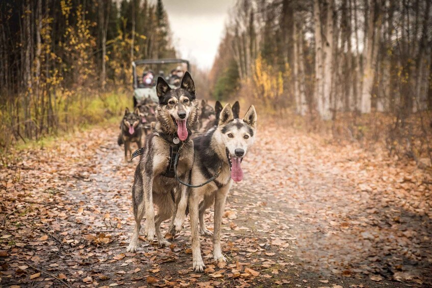 A sled team of husky dogs pulling a sled on a leaf-covered road through a forest. 1