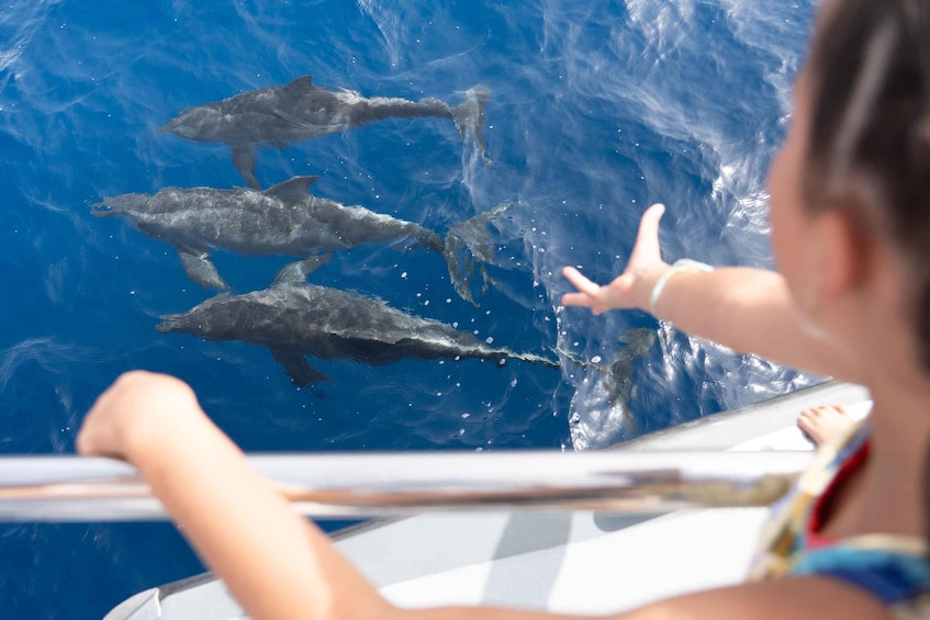 Picture 15 for Activity Morro Jable: Dolphin & Whale Watching Cruise, Drinks & Swim 3