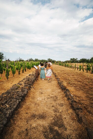 Picture 5 for Activity Etna Urban Winery, Vineyard Walk & Sunset Tasting Dinner 4