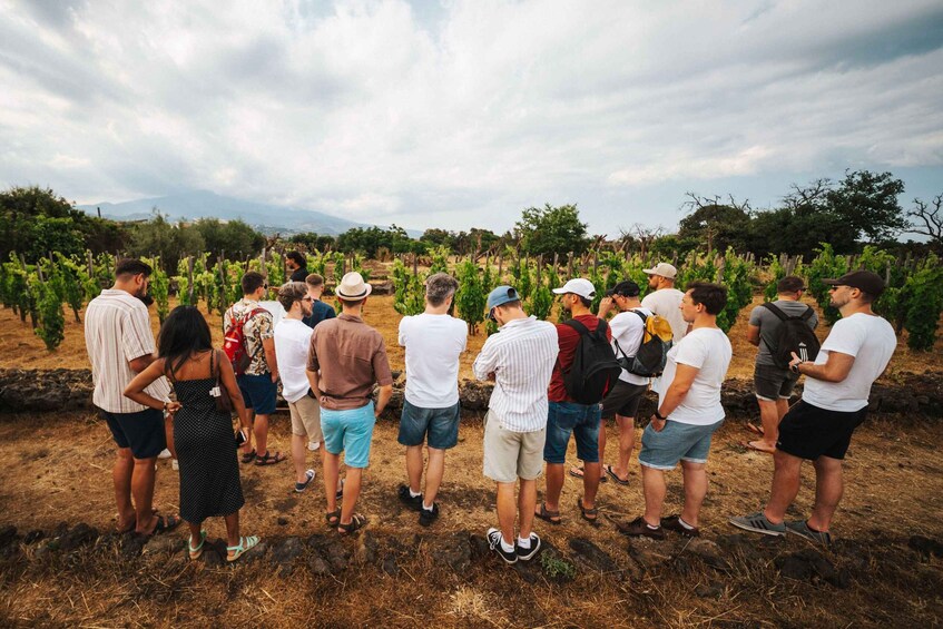 Etna Urban Winery, Vineyard Walk & Sunset Tasting Dinner 1