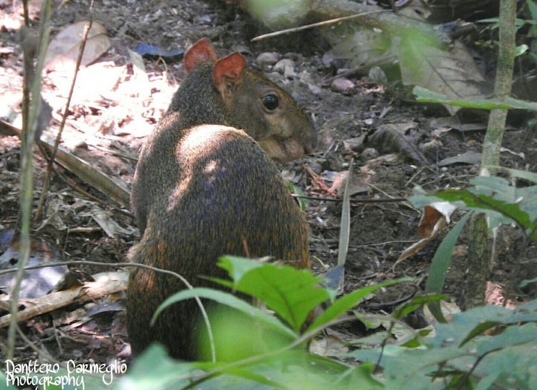 Picture 9 for Activity Panama City: Soberania National Park Hiking Tour 1