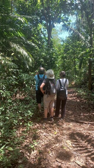 Picture 6 for Activity Panama City: Soberania National Park Hiking Tour 5