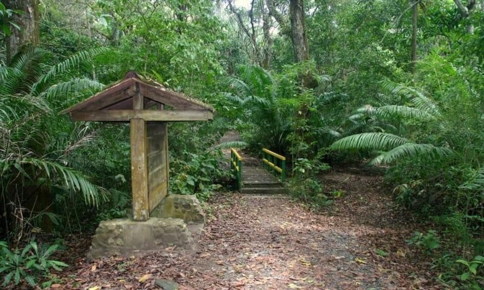 Panama City: Soberania National Park Hiking Tour 1