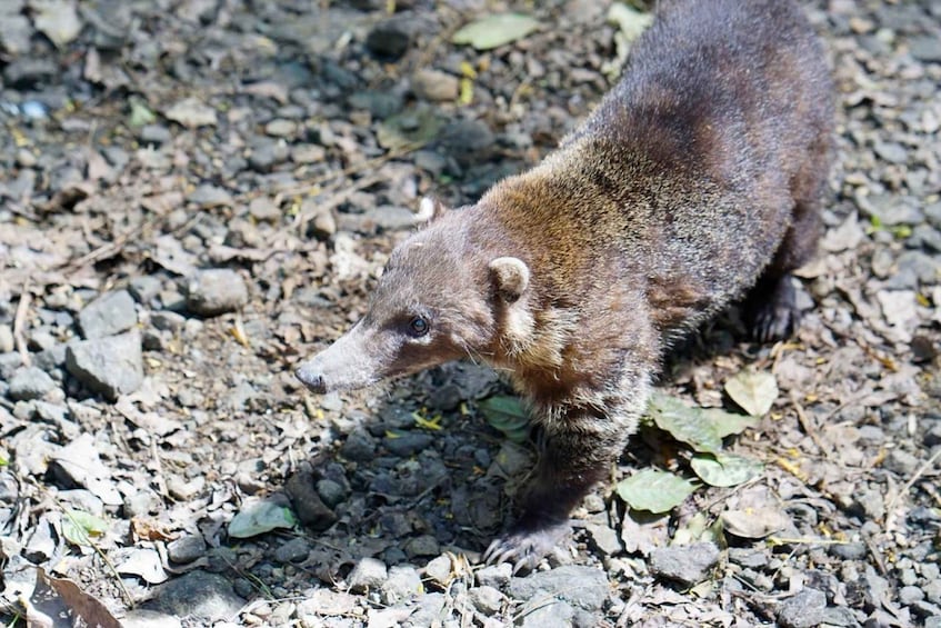 Panama City: Soberania National Park Hiking Tour 3