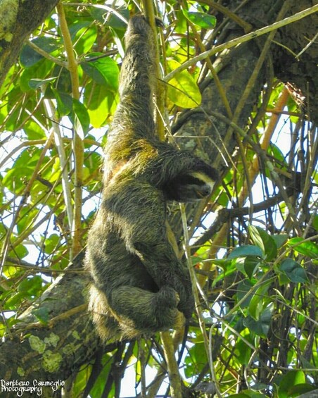 Picture 10 for Activity Panama City: Soberania National Park Hiking Tour 3