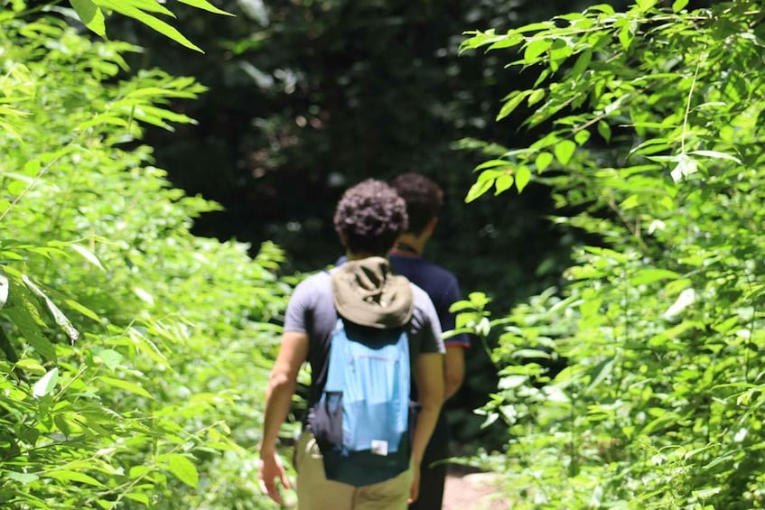 Picture 5 for Activity Panama City: Soberania National Park Hiking Tour 4