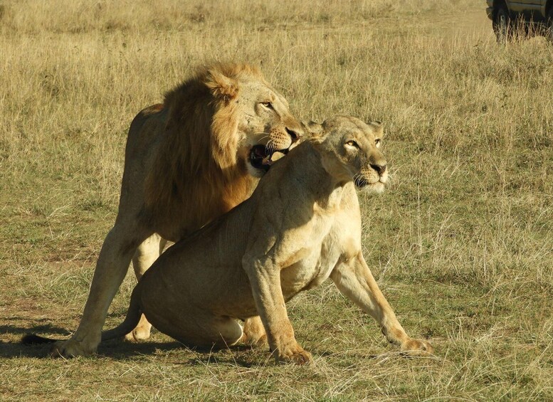 Dos leones en una sabana herbosa. 2