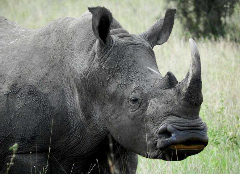 Ein Nashorn in einer grasbewachsenen Wiese. 5