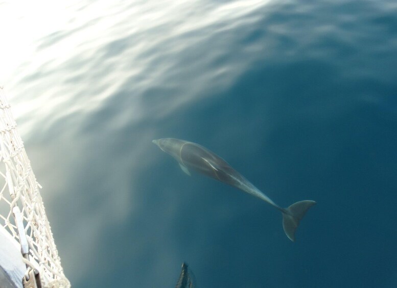 Picture 6 for Activity Poreč: Evening Boat Trip to Discover Dolphins 2