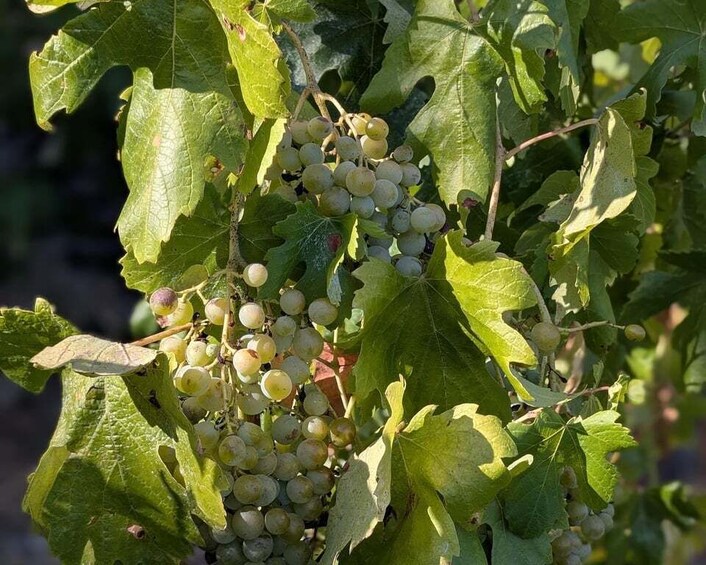 Picture 10 for Activity Riomaggiore: Vertical Vineyards & Historic Cellar Tasting 4