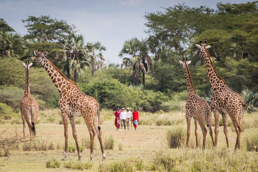 Authentic Maasai Cultural Experience & Walking with Warriors 1