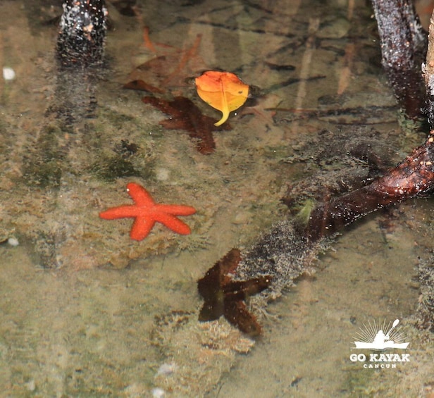 A red starfish and an orange leaf on a rocky underwater surface. 3