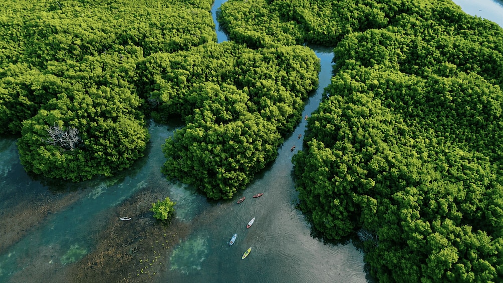 An aerial view of a mangrove forest with clear water channels and kayaks. 2