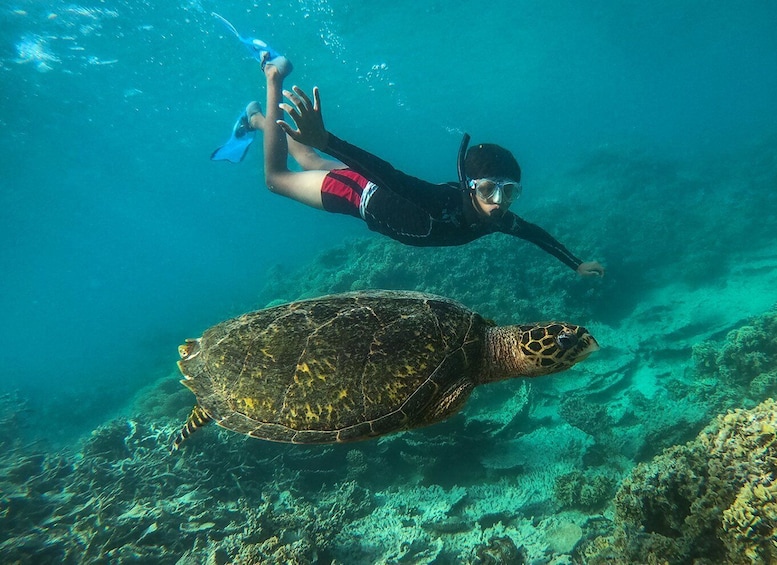 A person snorkeling with a sea turtle. 1