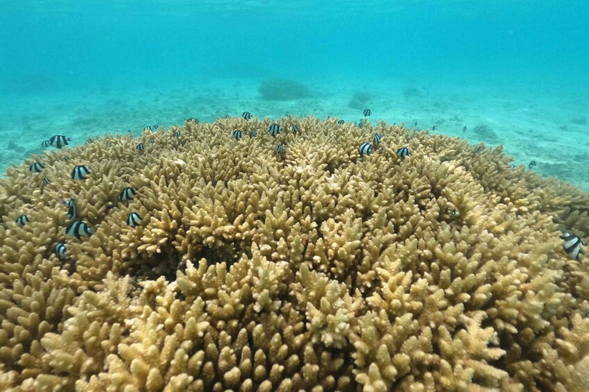 A coral reef with small striped fish swimming among the coral. 4